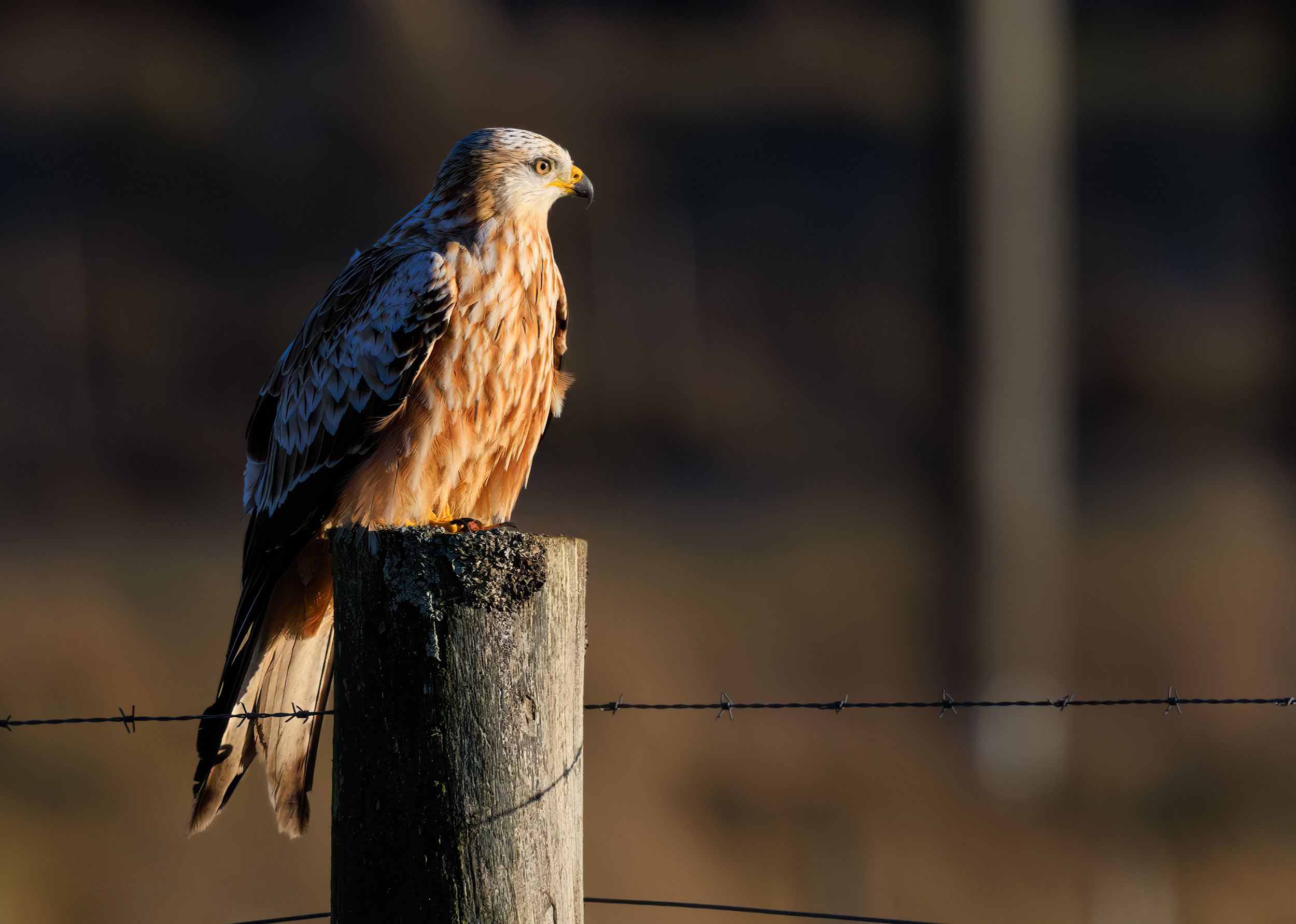 Red kite milvus sitting on post winter sun